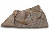 Eocrinoid (Ascocystites) Mortality Plate - Ordovician #305170-1